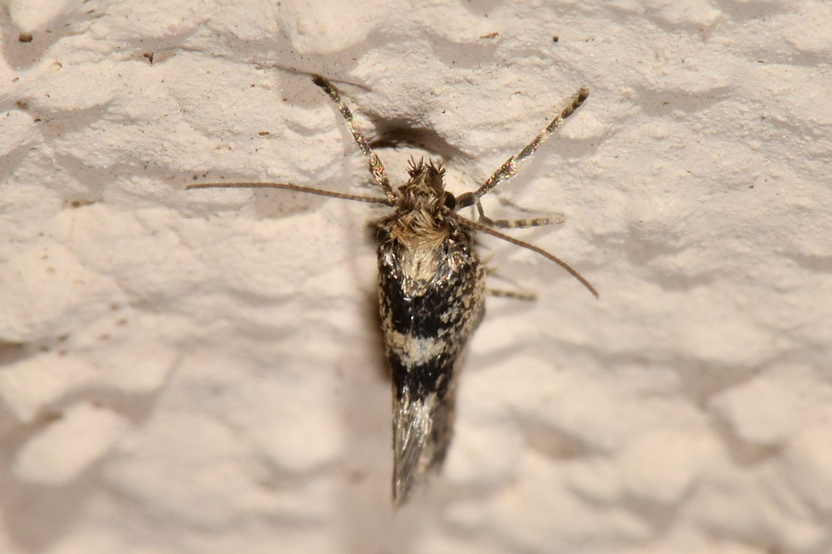 Tineidae?